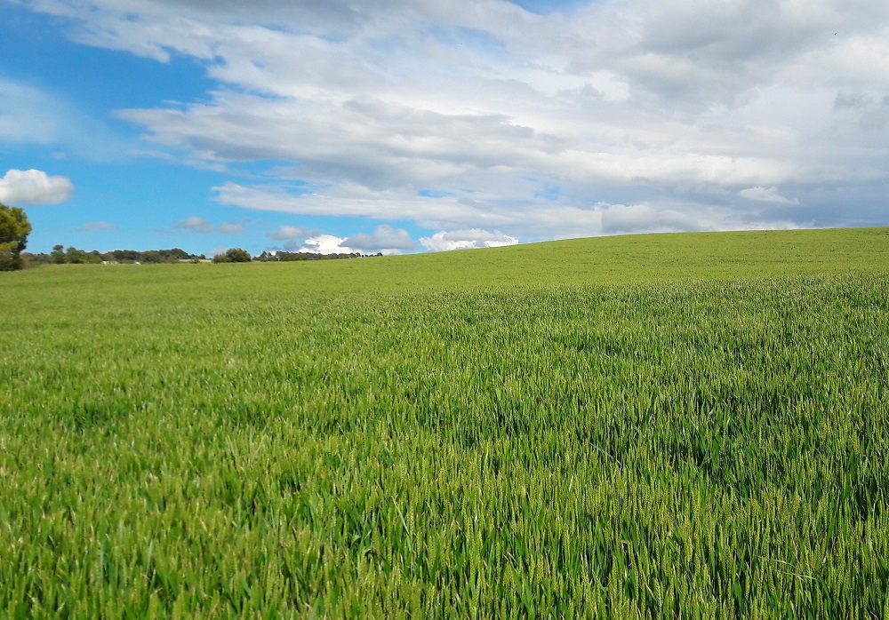 Quins factors s’han mostrat determinants a l’hora de produir blat de qualitat ?