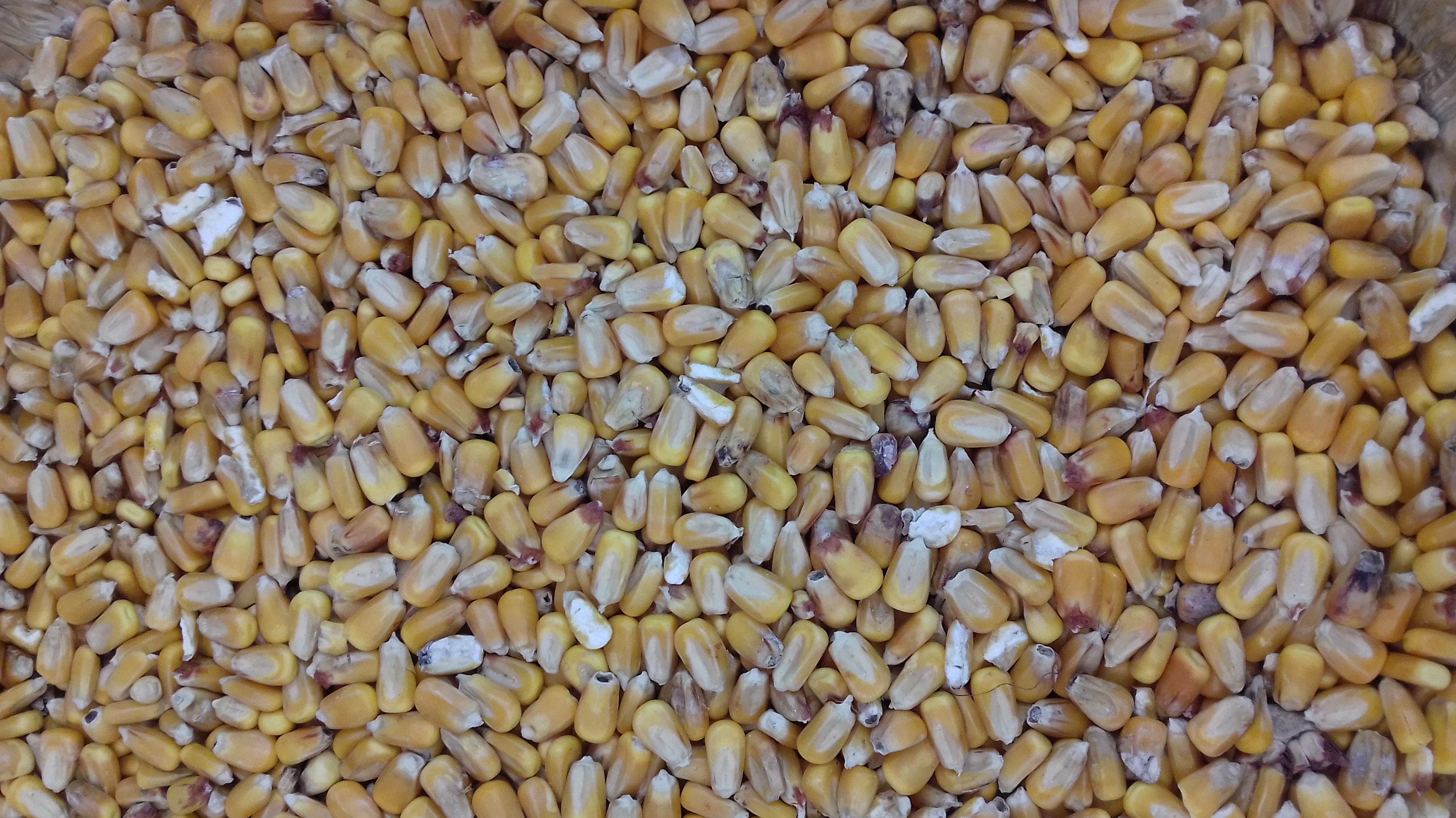 Resultats dels assaigs d’avaluació de nous híbrids de blat de moro