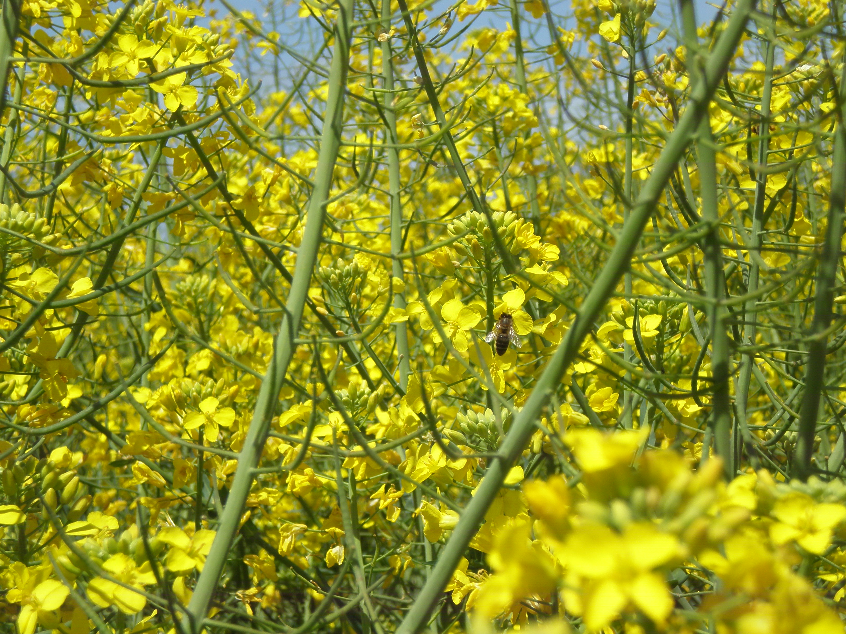 Atenció als tractaments fitosanitaris durant la floració en colza !
