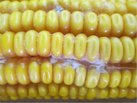 MICOTOXINES: una producció de blat de moro més sana