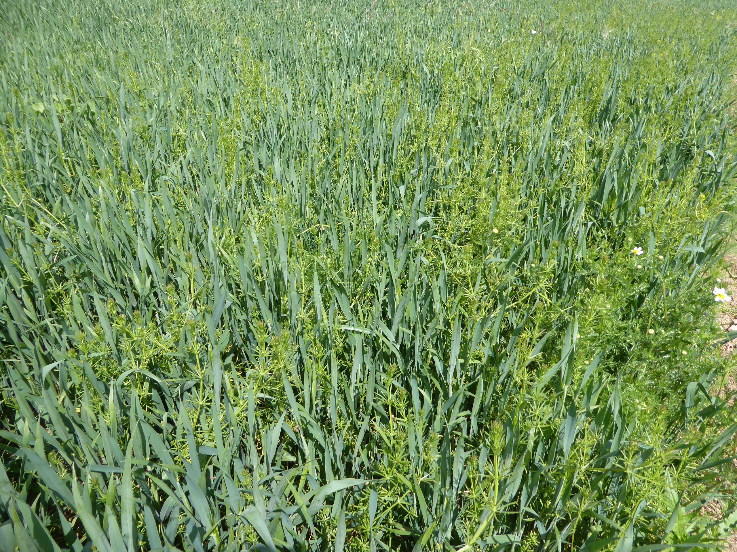 Desherbatge abans de la collita de cereals d’hivern