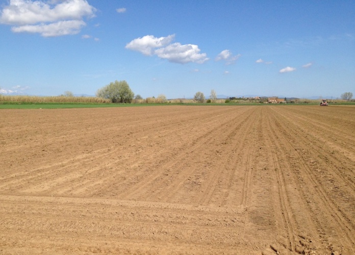 HERBICIDES DE PREEMERGÈNCIA EN EL CULTIU DEL BLAT DE MORO