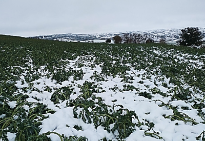 Nevades a cotes baixes a l’interior de Catalunya