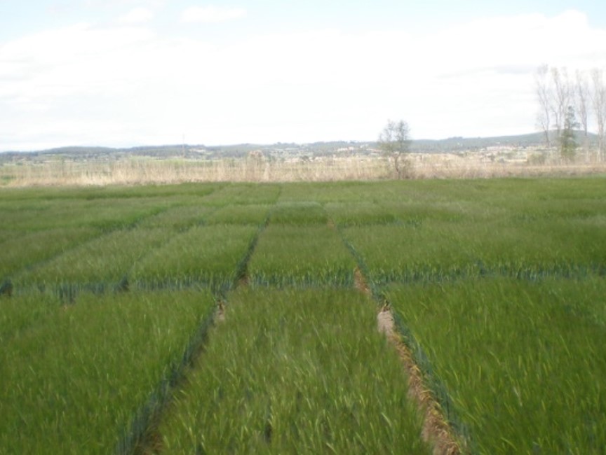 Varietats d’ordi de cicle curt