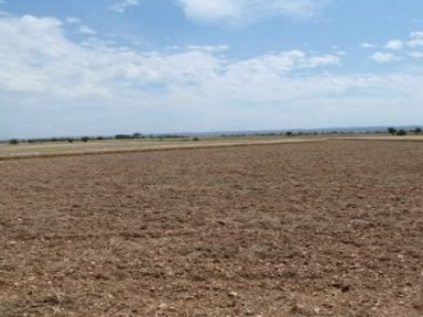 Herbicides de pre-emergència en cereals d’hivern