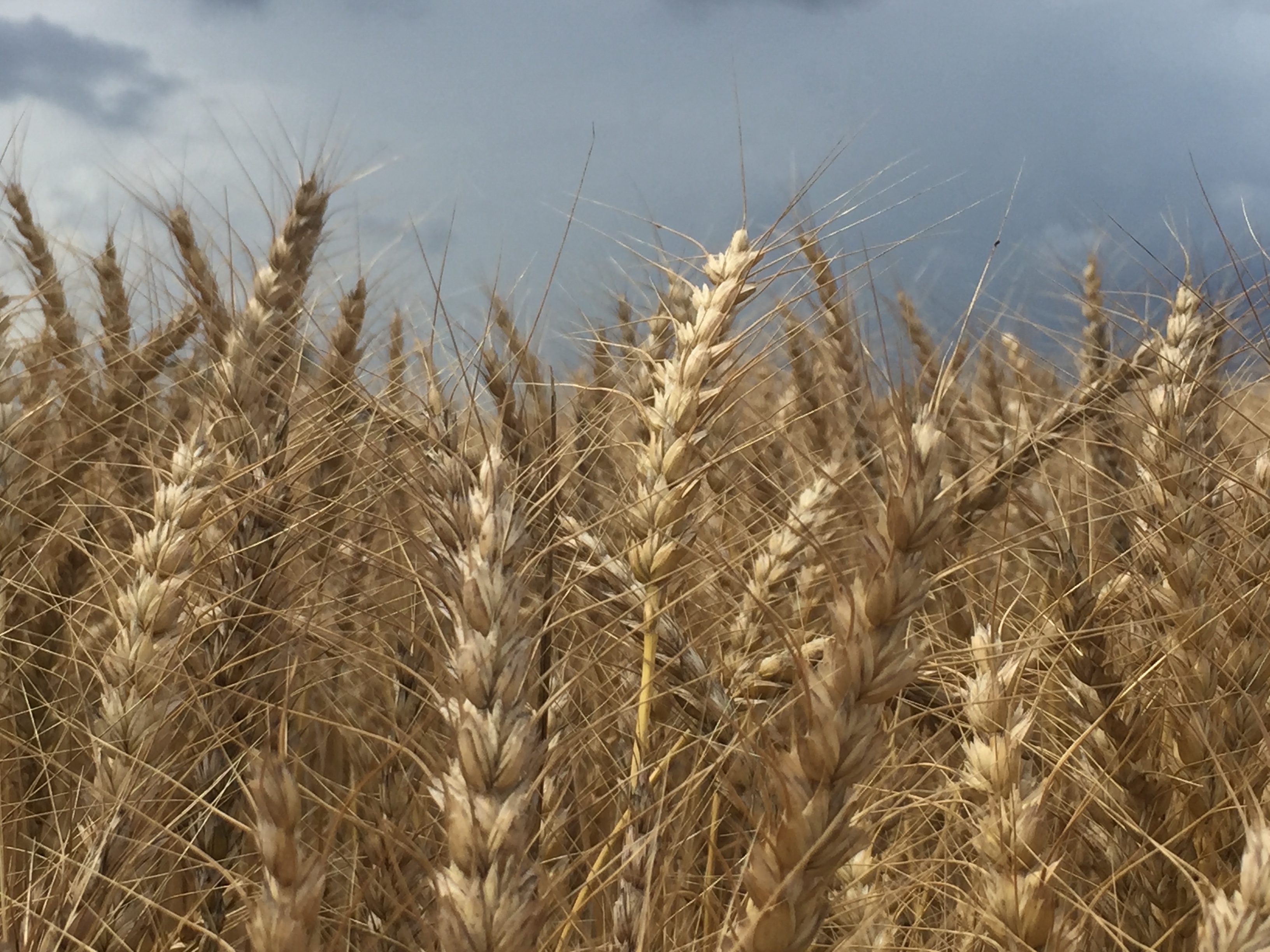 Produir blat amb un pes hectolítric i un contingut en proteïna elevats