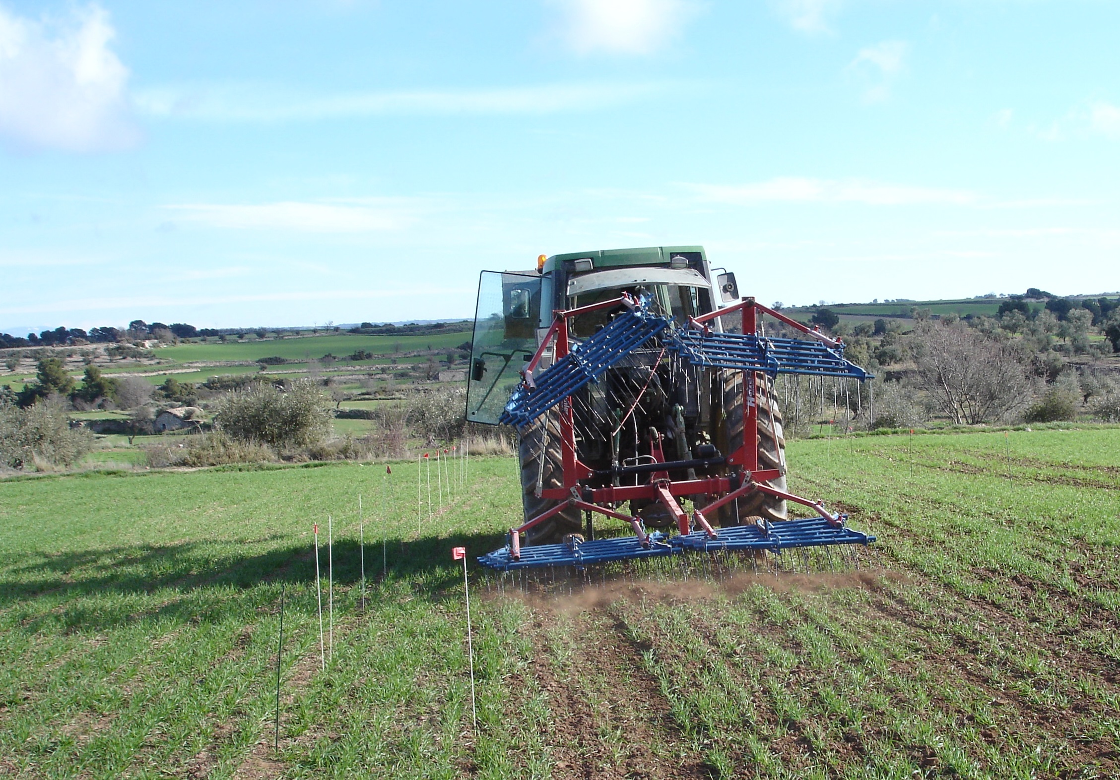 Eficàcia i selectivitat de la rascla de pues en el control de males herbes en cereal d’hivern