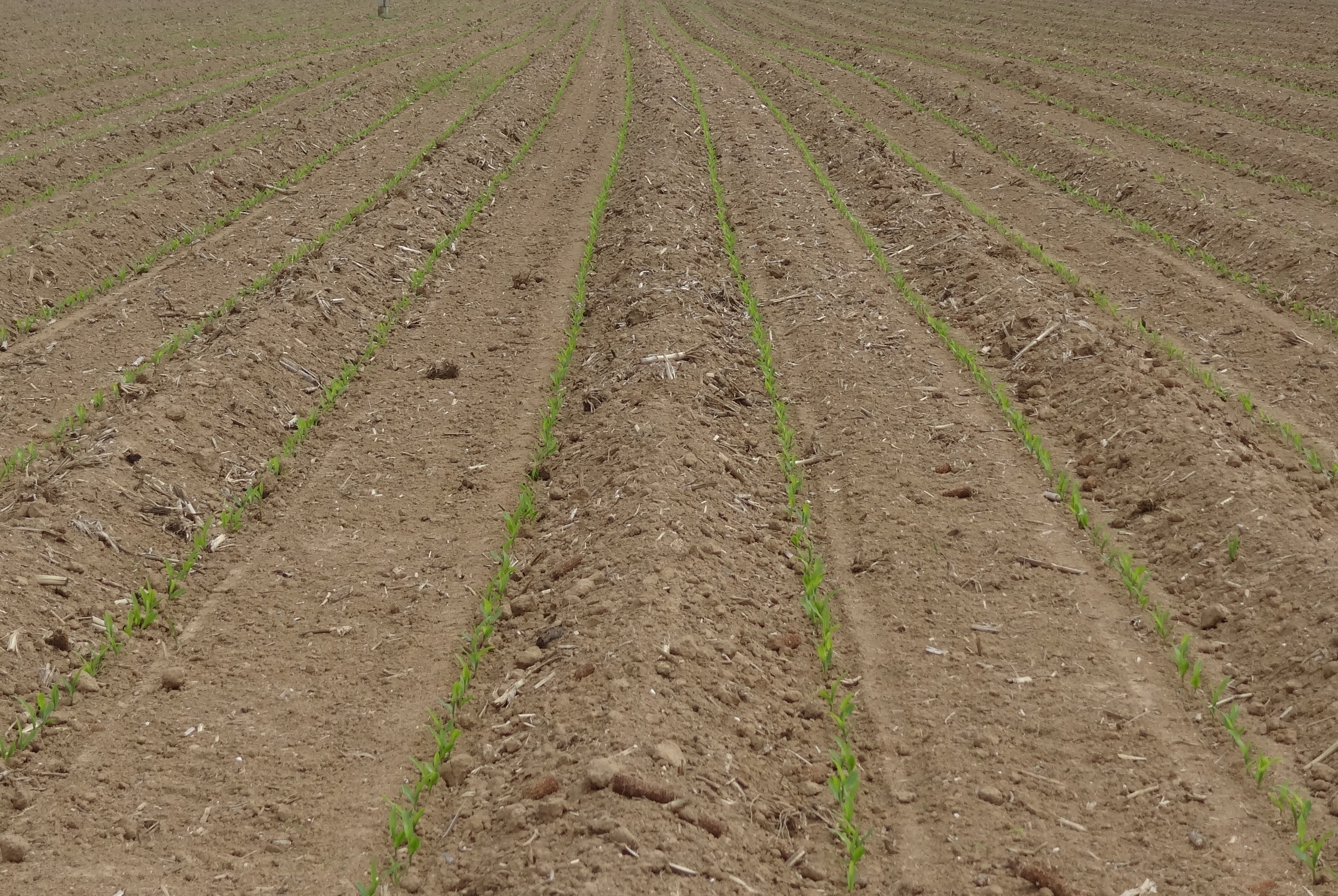 La temperatura del sòl influeix en la germinació de la llavor del blat de moro