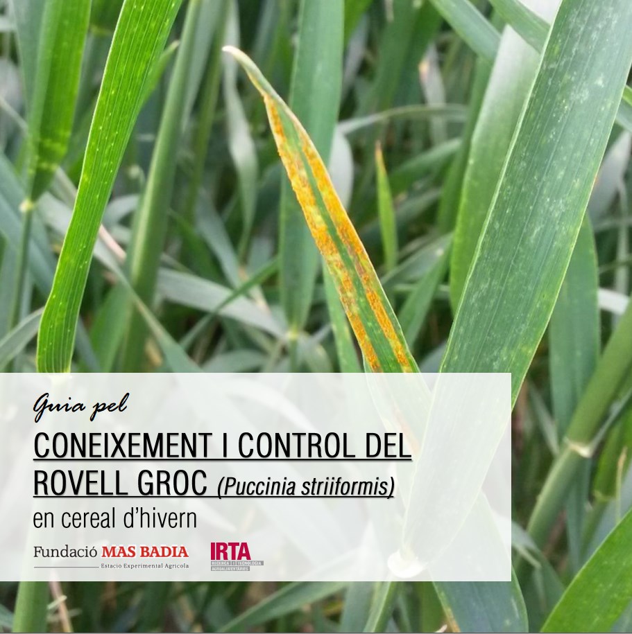 CONEIXEMENT I CONTROL DEL ROVELL GROC EN CEREAL D'HIVERN